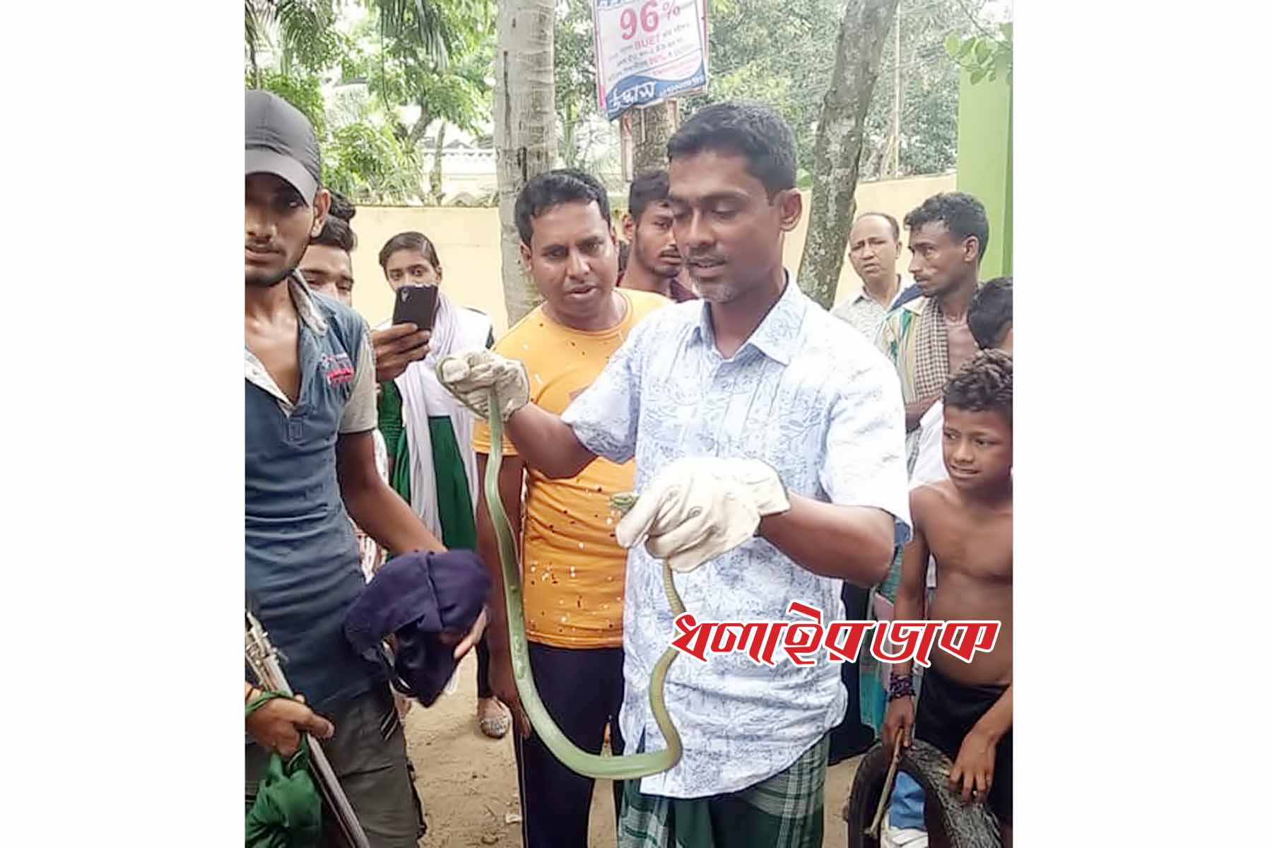 শ্রীমঙ্গলে একটি শিক্ষাপ্রতিষ্ঠান থেকে বিষাক্ত সবুজ বোড়া সাপ উদ্ধার