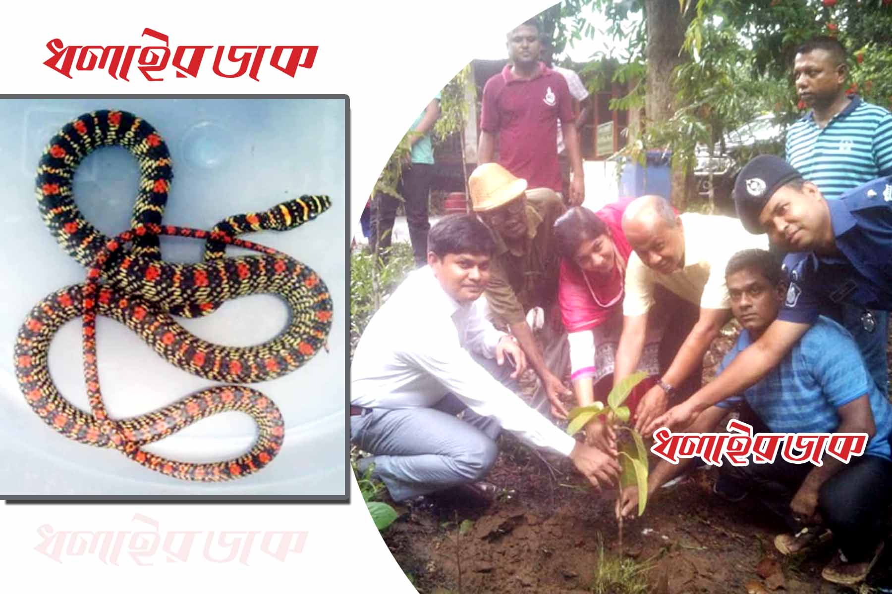 কমলগঞ্জের লাউয়াছড়ায় ৫টি বন্যপ্রাণী অবমুক্ত