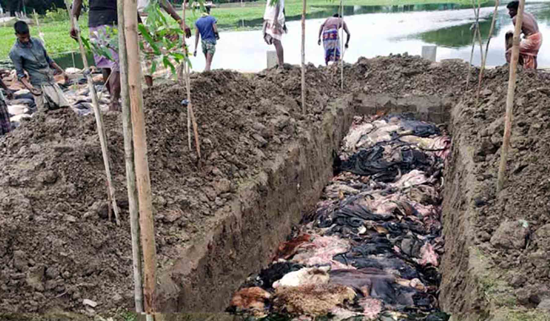 চামড়া কিনতে আসেনি কেউ, ৯০০ চামড়া মাটিতে পুঁতে ফেলা হয়