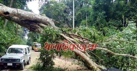 আকস্মিক গাছ পড়ে কমলগঞ্জ-শ্রীমঙ্গল সড়কে ২ ঘন্টা যানবাহন চলাচলে বিঘ্ন