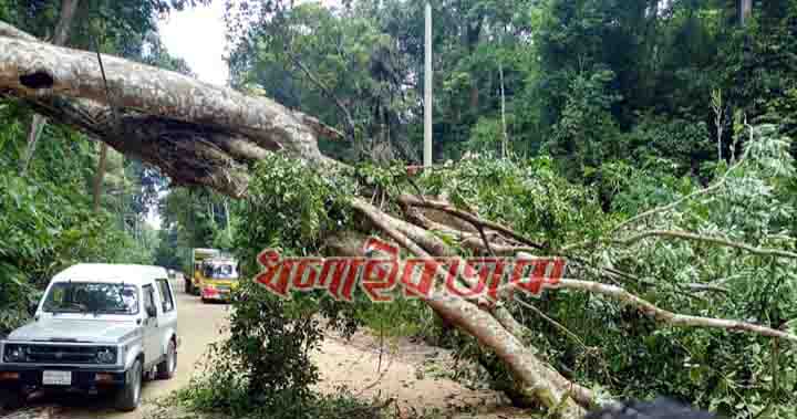 আকস্মিক গাছ পড়ে কমলগঞ্জ-শ্রীমঙ্গল সড়কে ২ ঘন্টা যানবাহন চলাচলে বিঘ্ন