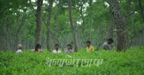 ঈদের পর পর্যটক বেড়েছে শ্রীমঙ্গলে