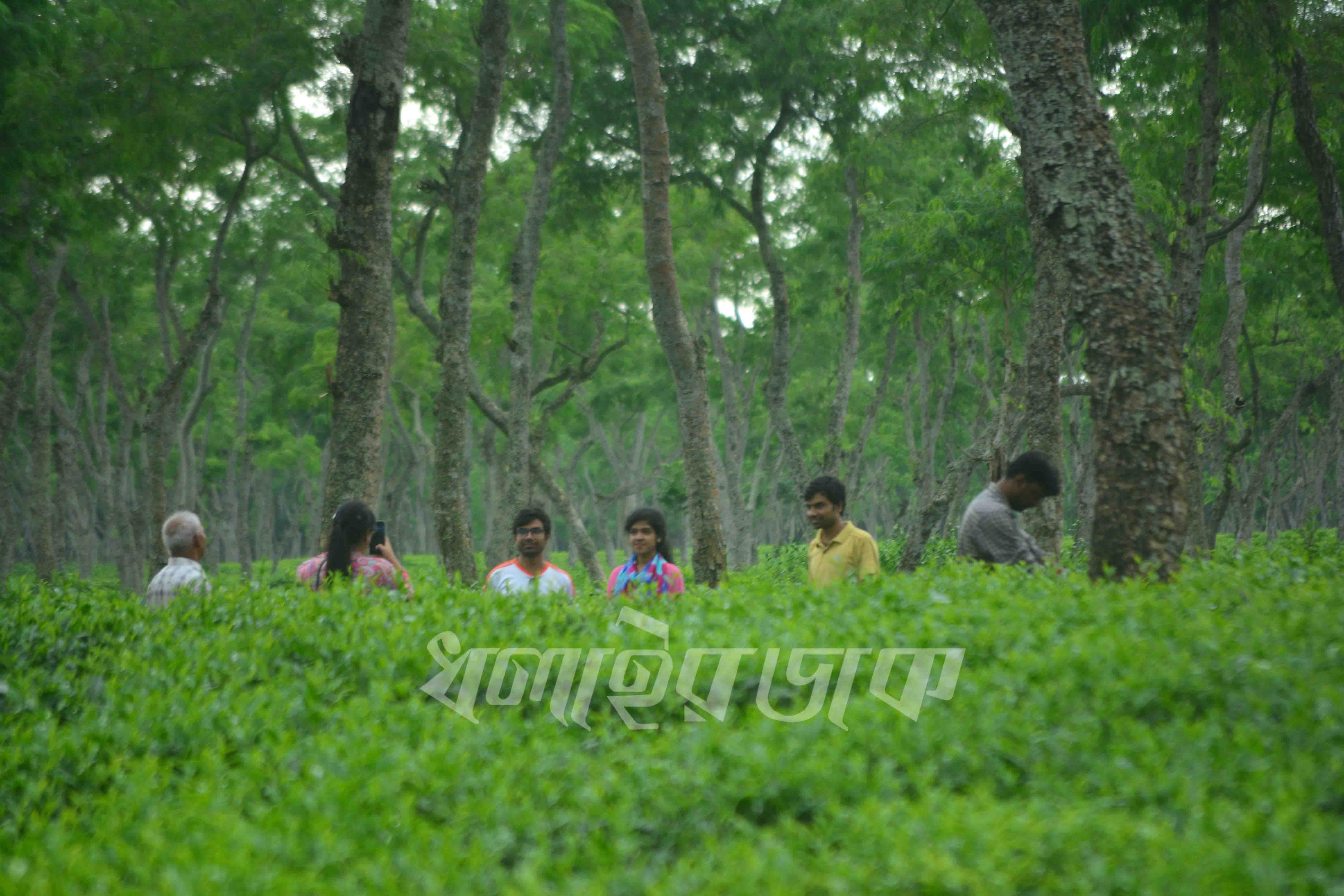 ঈদের পর পর্যটক বেড়েছে শ্রীমঙ্গলে