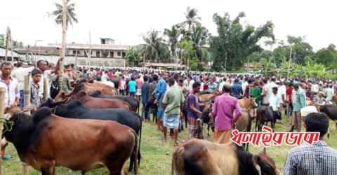 কমলগঞ্জে জমে উঠেছে কোরবানির পশুর হাট