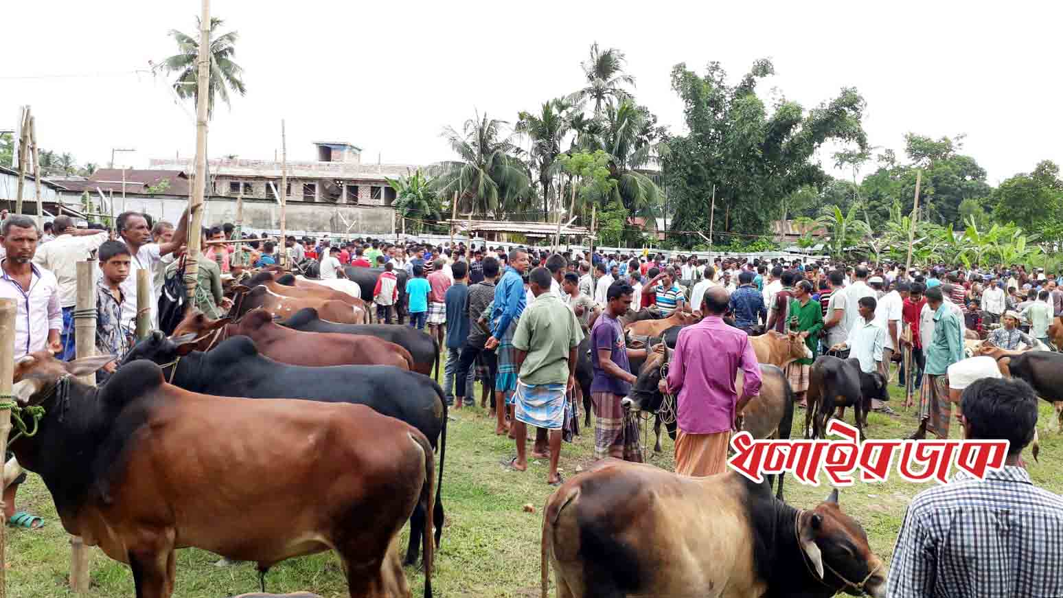 কমলগঞ্জে জমে উঠেছে কোরবানির পশুর হাট