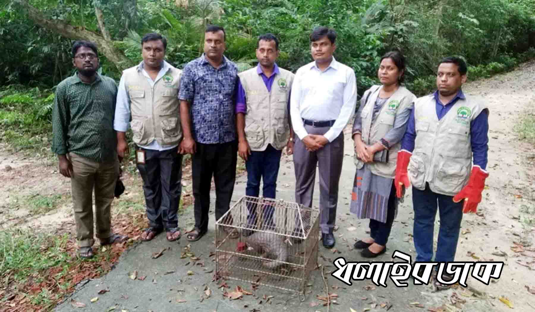 কুড়িগ্রাম থেকে উদ্ধার করা বনরুই লাউয়াছড়ায় অবমুক্ত