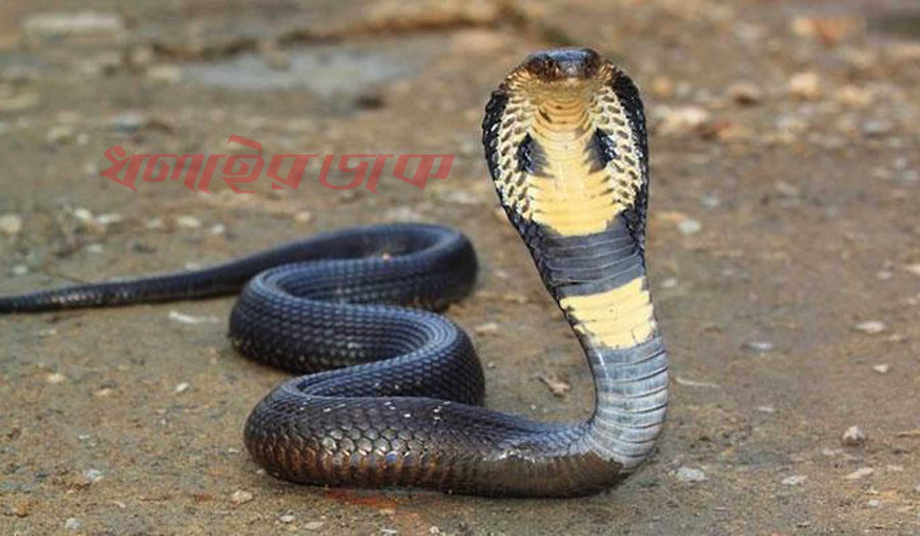 ঘুমের মধ্যে সাপের কামড়ে গৃহবধূর মৃত্যু
