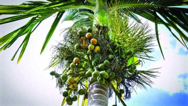 সুপারির গাছ তুলতে গিয়ে দুই শ্রমিকের মৃত্যু