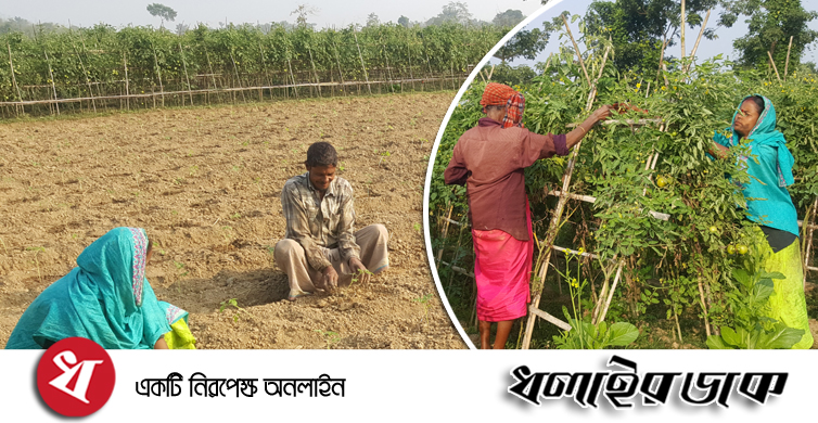 কমলগঞ্জে শীতকালিন সবজি চাষে মাঠে নেমেছে কৃষকরা