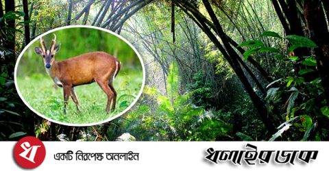 উদ্ধারকৃত হরিণসহ দুটি প্রাণী লাউয়াছড়ায় অবমুক্ত