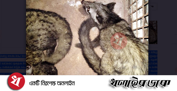 কমলগঞ্জে বিরলপ্রজাতির ২টি গন্ধগকূল উদ্ধার