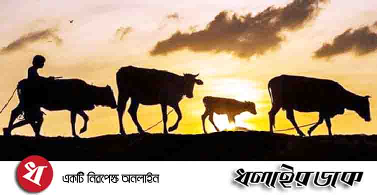 কমলগঞ্জে এক দিনে ৯টি গাভী চুরি