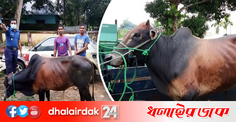 প্রাইভেটকারে যাত্রীর আসনে গরু! বিজিবির হাতে আটক হলো-২ জন