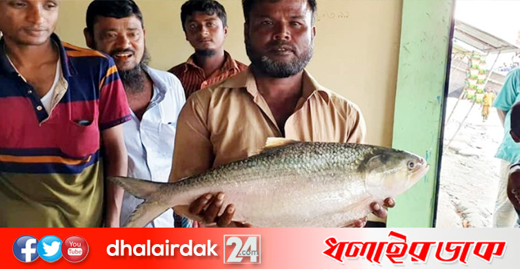 জেলের জালে ৩ কেজি ওজনের রাজা ইলিশ