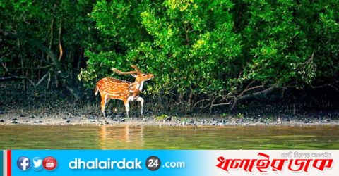 ট্রেনে যাওয়া যাবে সুন্দরবন, দেড় হাজার কোটি টাকার প্রকল্প