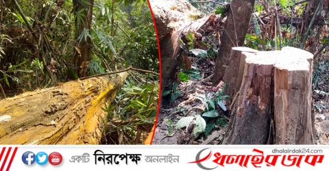 প্রকাশ্যে লাউয়াছড়ায় সেগুনগাছ কর্তন! বন কর্মীদের সাথে দুর্বৃত্তদের ধাওয়া পাল্টা ধাওয়া।