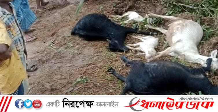 পিপিআর রোগে বাচ্চাসহ কমলগঞ্জে ৫শতাধিক ছাগলের মৃত্যু! নিঃস্ব হলো খামারি