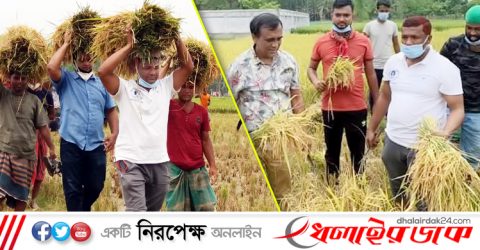 কমলগঞ্জে জমির পাঁকা ধান কেটে কৃষকের ঘরে তুলে দিল যুবলীগ নেতাকর্মীরা