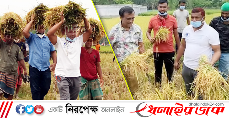 কমলগঞ্জে জমির পাঁকা ধান কেটে কৃষকের ঘরে তুলে দিল যুবলীগ নেতাকর্মীরা