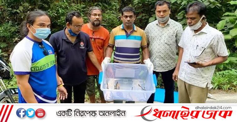 কমলগঞ্জের লাউয়াছড়ায় খৈয়া গোখরা সাপের ১৫টি বাচ্চা অবমুক্ত