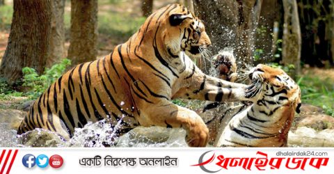 ৫ মাস পর পর্যটকদের জন্য উন্মুক্ত হলো সুন্দরবন
