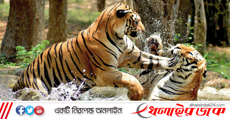 ৫ মাস পর পর্যটকদের জন্য উন্মুক্ত হলো সুন্দরবন