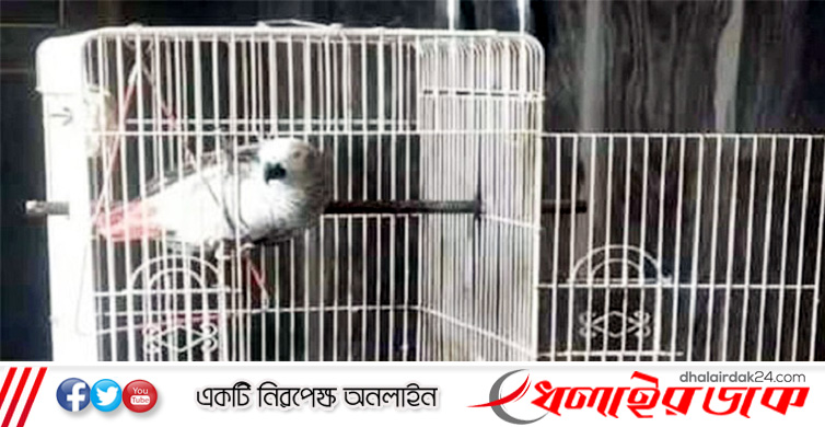 আফ্রিকান টিয়া কার? পুলিশের সামনে পাখিই বলে দিল মালিকের নাম!