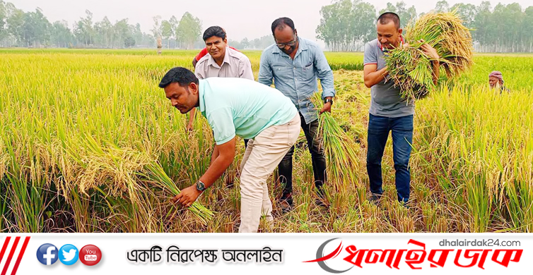 দুই কৃষকের ধান কেটে বাড়ি পৌঁছে দিলেন চার সাংবাদিক