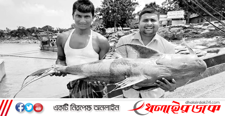 পদ্মায় ধরা পড়া ২৭ কেজির বাঘাইড় ৪০ হাজারে বিক্রি
