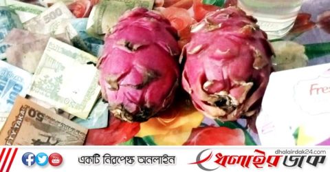 কমলগঞ্জে দুটি ড্রাগন ফল বিক্রি হলো ৪৫ হাজার টাকা