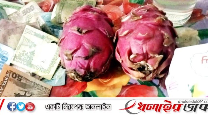 কমলগঞ্জে দুটি ড্রাগন ফল বিক্রি হলো ৪৫ হাজার টাকা