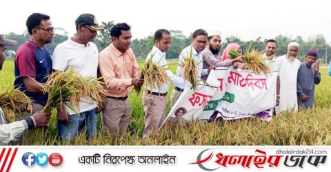 কমলগঞ্জে ব্রি-ধান ১০৮ চাষে সফল কৃষক মিঠু