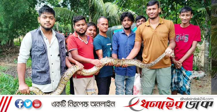 কমলগঞ্জে ধানখেত থেকে ১০ ফুট লম্বা অজগর উদ্ধার