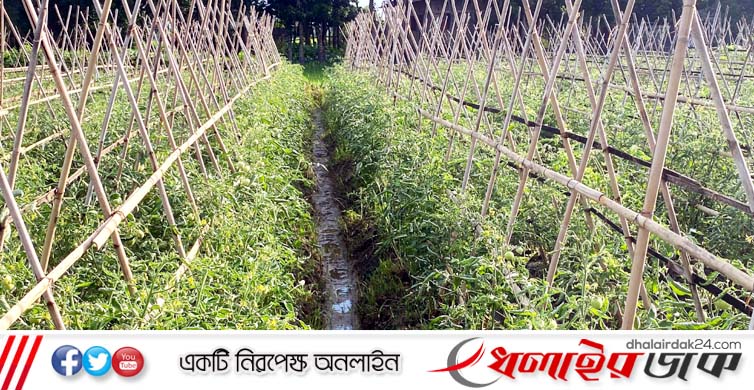 বিষমুক্ত টমেটো চাষে বেশি লাভের স্বপ্ন দেখছেন “ইয়াকুব আলী”