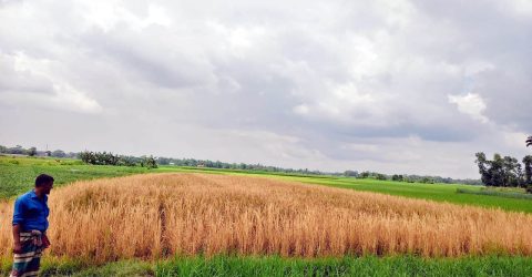 কমলগঞ্জে কীটনাশকের বিষে পুড়লো কৃষকের কপাল