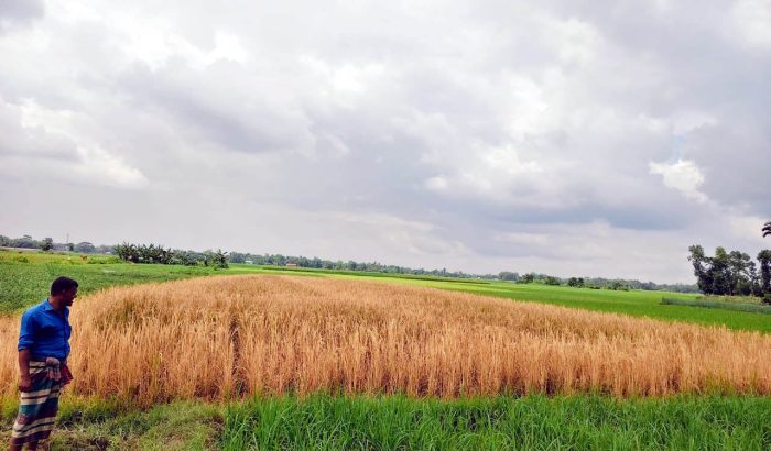 কমলগঞ্জে কীটনাশকের বিষে পুড়লো কৃষকের কপাল