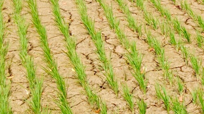 বৃষ্টিহীন দুই সপ্তাহে শুকিয়ে যাচ্ছে আমন খেত, দুশ্চিন্তায় মৌলভীবাজারের কৃষক
