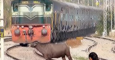 গরুকে ট্রেনের ধাক্কা, চালককে পেটাল গোরক্ষক