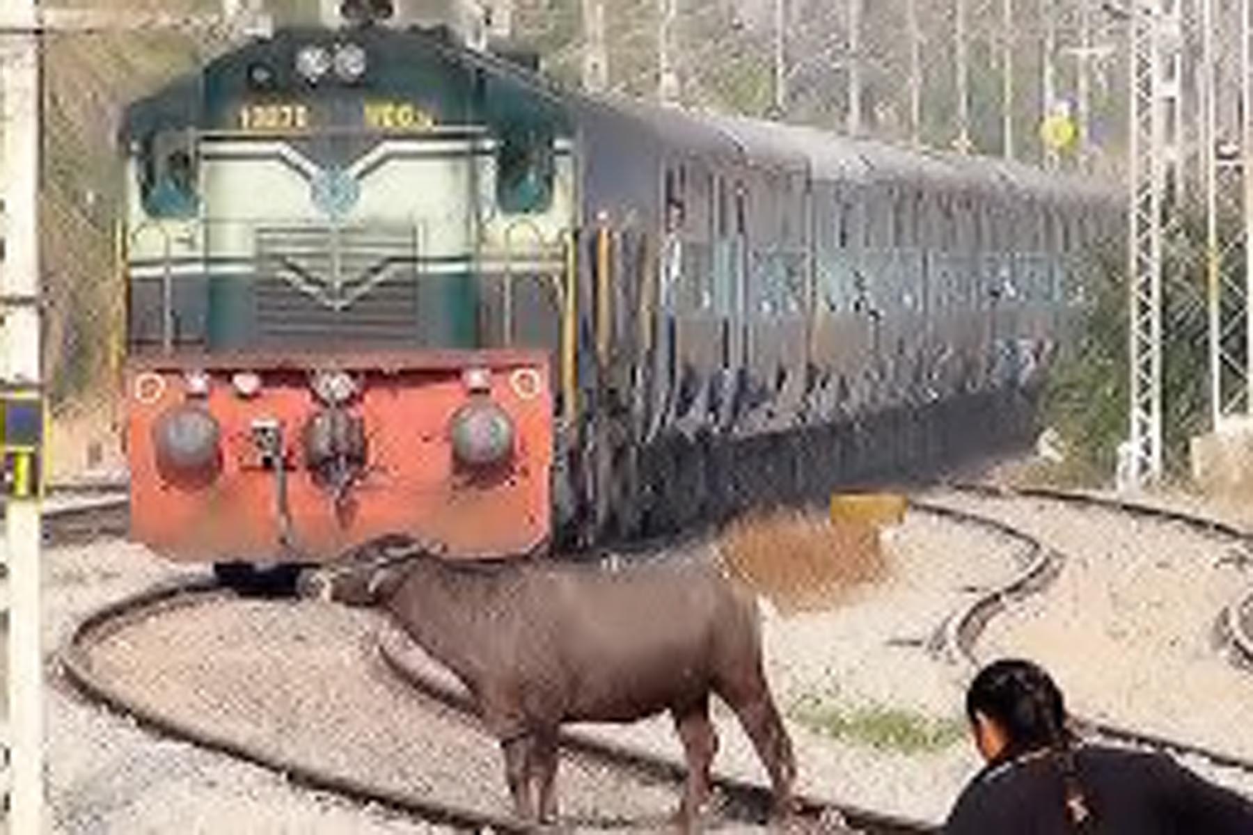 গরুকে ট্রেনের ধাক্কা, চালককে পেটাল গোরক্ষক
