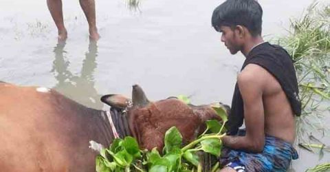 বংশী নদীতে ট্রলার ডুবে ১০ গরুর মৃত্যু, ব্যাপারীদের আহাজারি