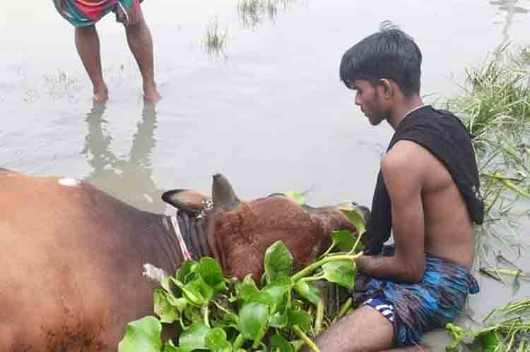 বংশী নদীতে ট্রলার ডুবে ১০ গরুর মৃত্যু, ব্যাপারীদের আহাজারি