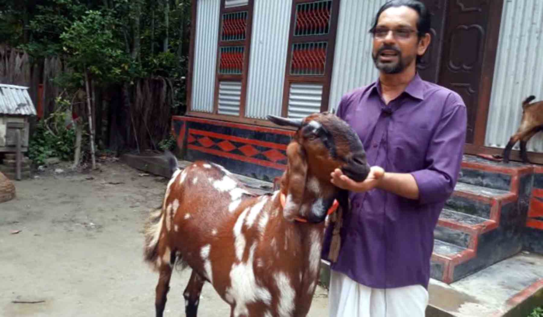 ছাগলের দাম তিন লাখ, প্রতিদিন ১ কেজি আপেল-মালটা খায়