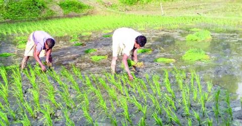 ধান রোপণের সময় বজ্রপাতে কৃষকের মৃত্যু