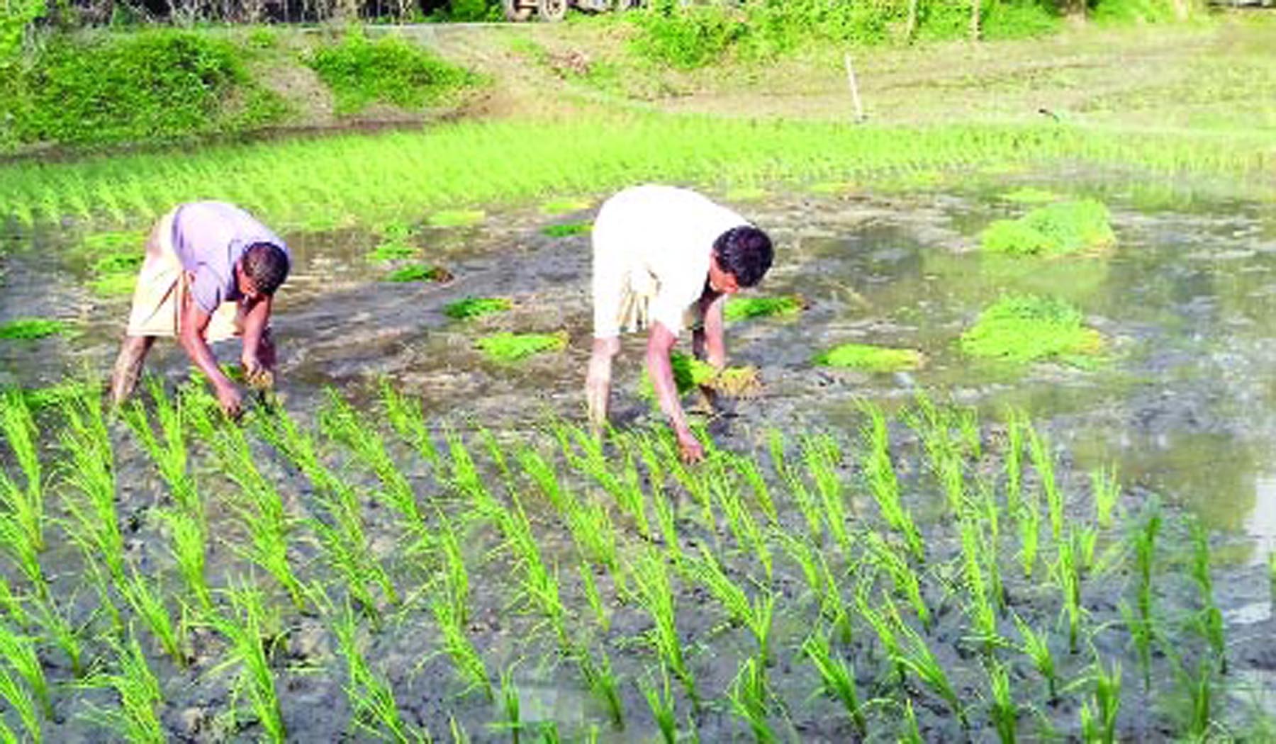 ধান রোপণের সময় বজ্রপাতে কৃষকের মৃত্যু