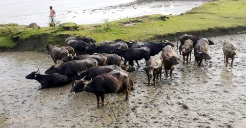 মেঘনা নদীতে ইলিশ ধরার জালে আটকা পড়ল ২২ মহিষ