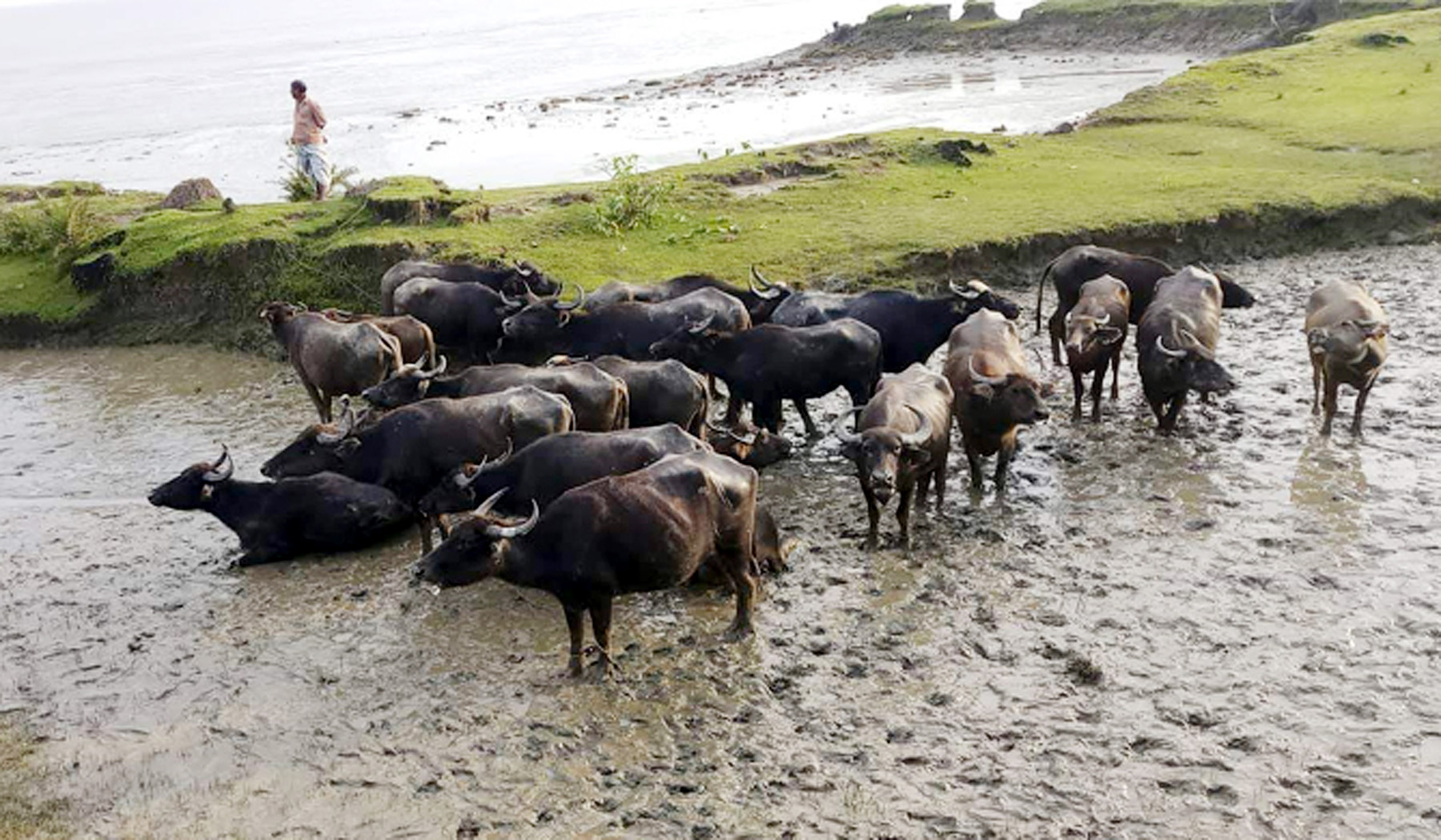 মেঘনা নদীতে ইলিশ ধরার জালে আটকা পড়ল ২২ মহিষ