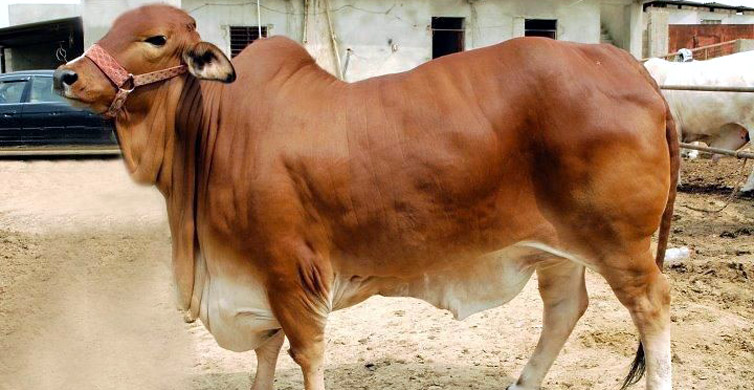 গরুর পেটে সাড়ে ৩ ভরির স্বর্ণালঙ্কার