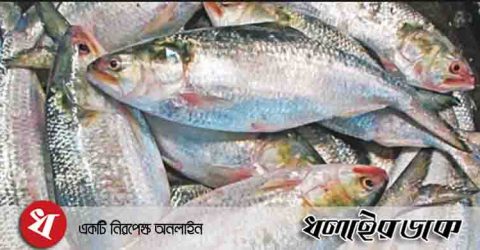 ইলিশের কেজি ২০০ টাকা