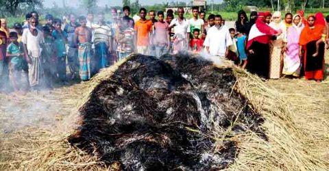 কৃষকের ৫০ শতক জমির পাকা ধানে আগুন