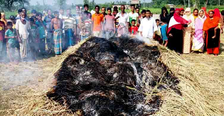 কৃষকের ৫০ শতক জমির পাকা ধানে আগুন